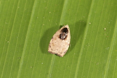 Cerconota carbonifer