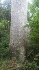 Adansonia madagascariensis