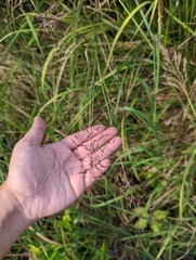 Capillipedium parviflorum