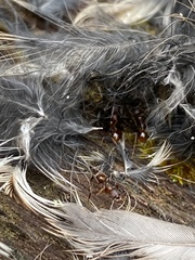 Aphaenogaster fulva