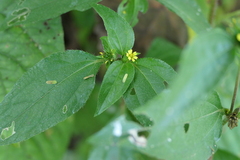 Calyptocarpus vialis