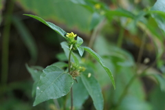 Calyptocarpus vialis