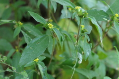 Calyptocarpus vialis