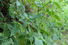 Calyptocarpus vialis