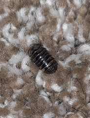 Armadillidium vulgare