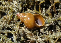 Phasianella solida