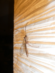 Ophion obscuratus