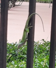 Anolis carolinensis