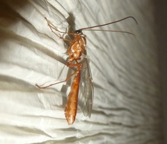 Ophion obscuratus