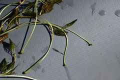 Ranunculus kauffmannii