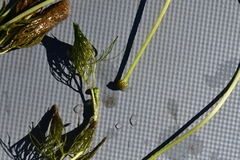 Ranunculus kauffmannii