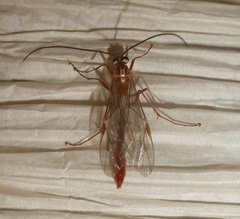 Ophion obscuratus