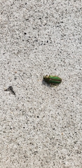 Buprestis aurulenta