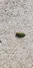 Buprestis aurulenta