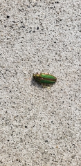 Buprestis aurulenta