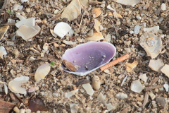 Tellinoidea