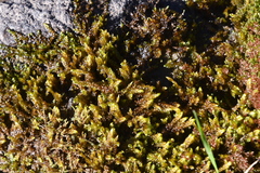 Scorpidium