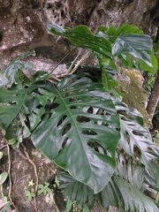Monstera