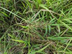 Fimbristylis quinquangularis