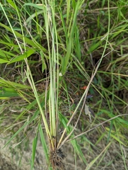Fimbristylis quinquangularis