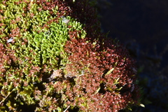 Ptychostomum cellulare