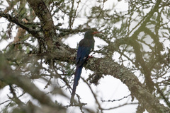 Phoeniculus purpureus