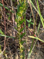 Polygala polifolia