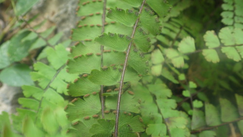 Adiantum incisum image