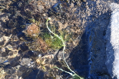 Ranunculus kauffmannii