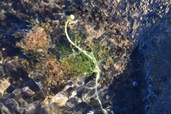 Ranunculus kauffmannii