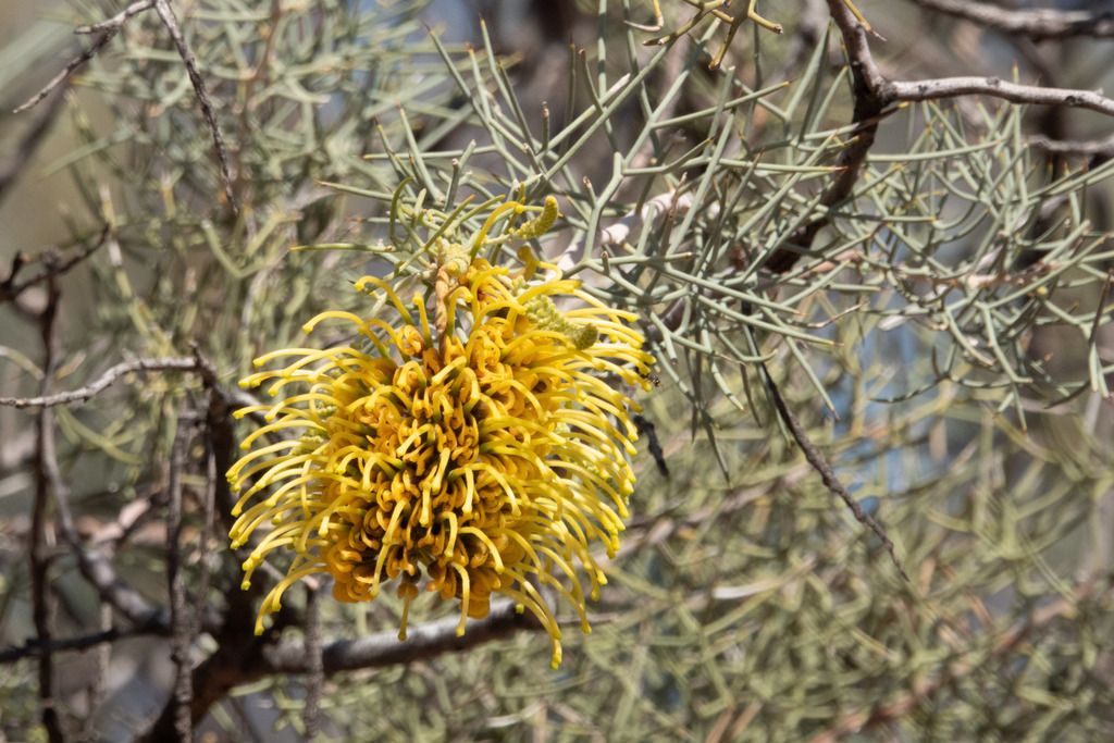 Straggli straggly corkbark from Innamincka SA 5731, Australia on August 02, 2022 ...