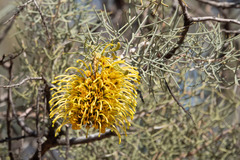 Hakea eyreana