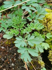 Capnoides sempervirens