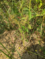 Cyperus tenuispica