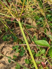 Cyperus tenuispica