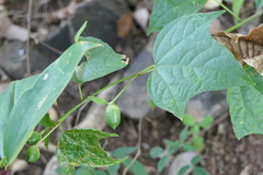 Azanza lampas