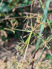 Cyperus tenuispica