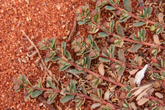 Euphorbia drummondii