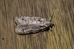 Izatha attactella