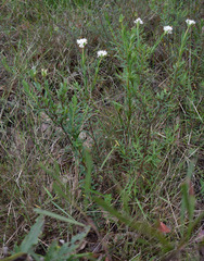 Pimelea linifolia linifolia