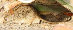 Rhabdomys pumilio