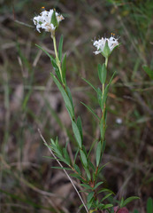 Pimelea linifolia linifolia