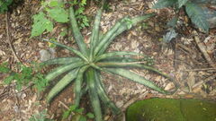 Aloe ankaranensis image