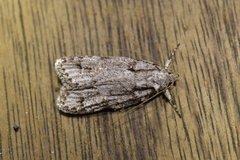 Izatha attactella