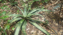 Aloe ankaranensis image