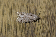 Izatha attactella