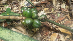 Aloe ankaranensis image