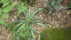 Aloe ankaranensis image