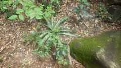 Aloe ankaranensis image