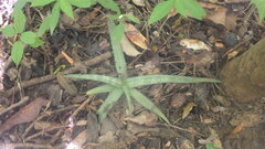 Aloe ankaranensis image